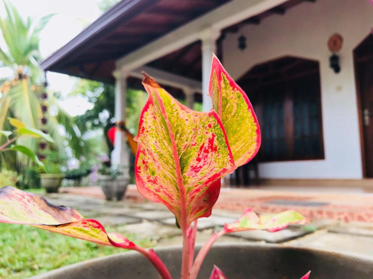 Kawshan Home Stay Dickwella Exterior photo